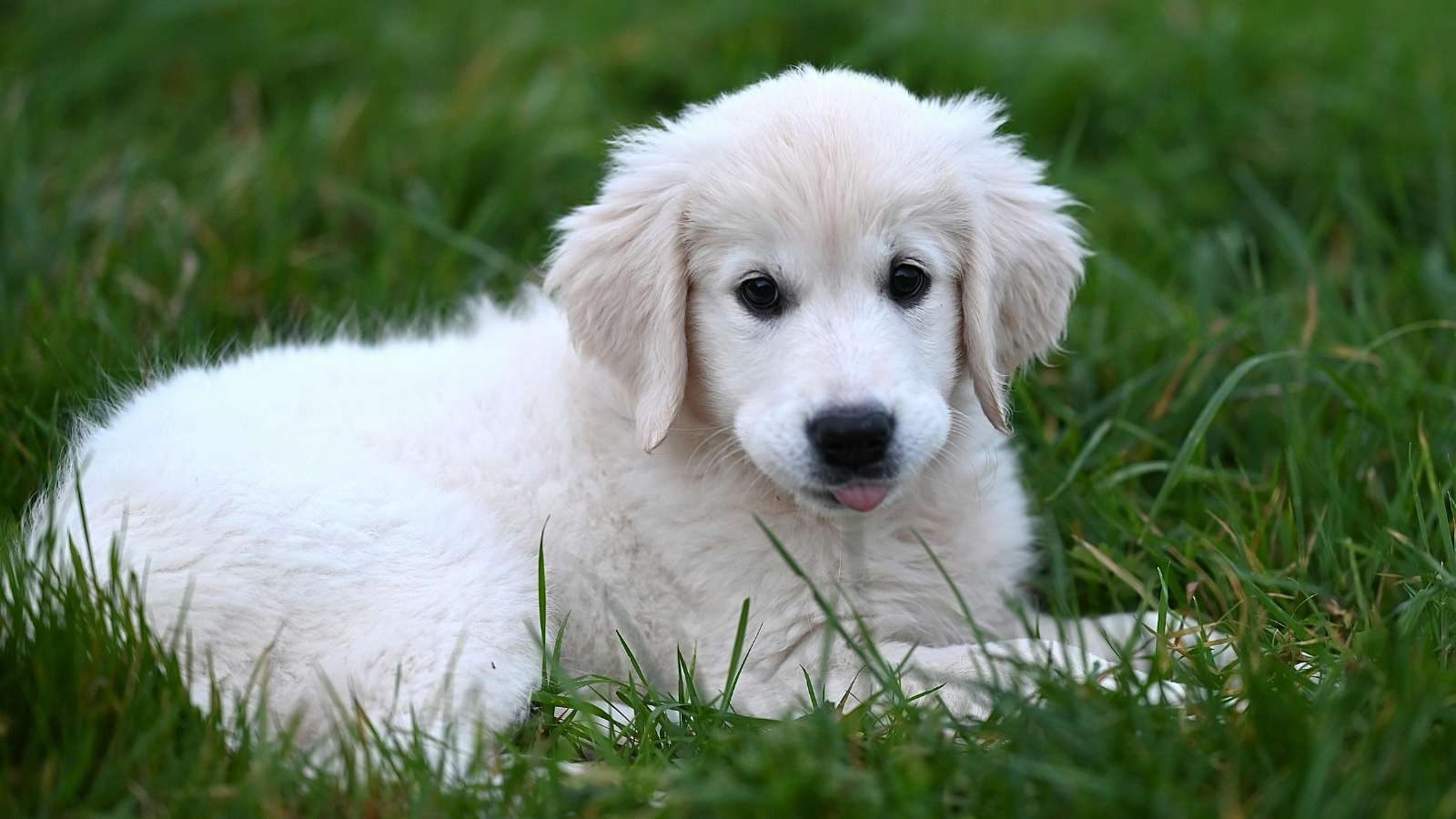 Perro blanco